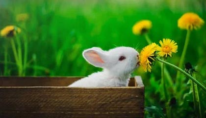 澳门新葡京：奢华遇见传奇的澳门体验